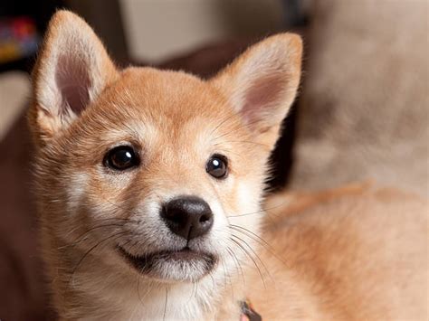 shiba inu photography|16,300+ Shiba Inu Stock Photos, Pictures & Royalty。